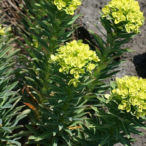 Euphorbia jolkinii unspecified picture