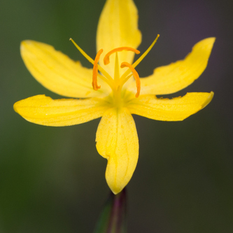 Sisyrinchium elmeri unspecified picture