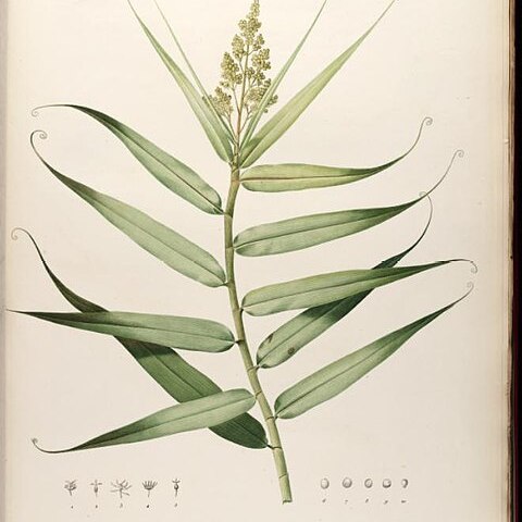 Flagellariaceae unspecified picture
