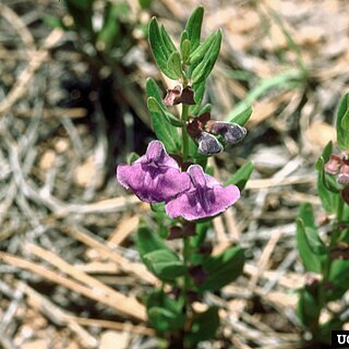 Scutellaria brittonii unspecified picture