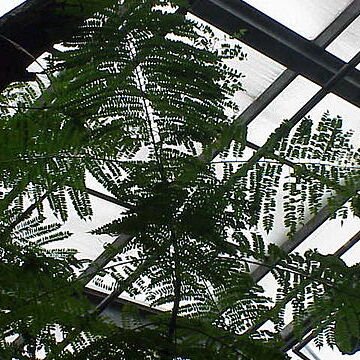 Jacaranda acutifolia unspecified picture