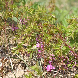 Indigofera kirilowii unspecified picture