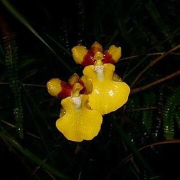 Otoglossum unspecified picture