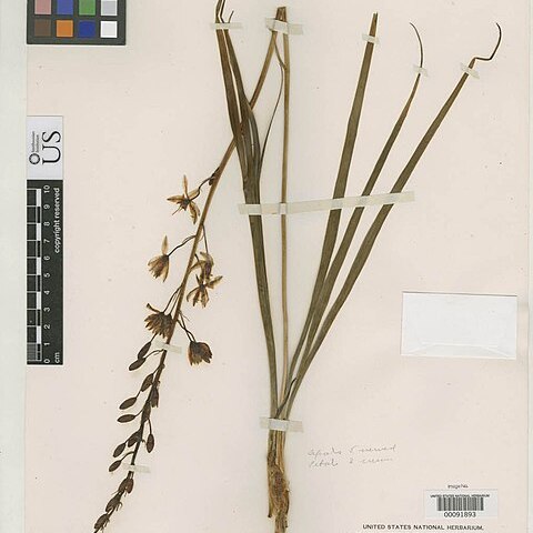 Camassia howellii unspecified picture