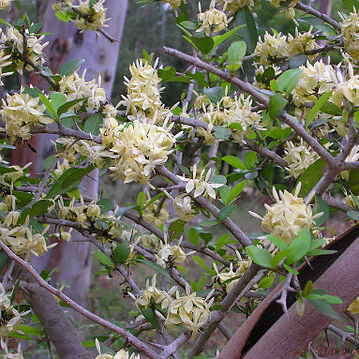 Benkara unspecified picture