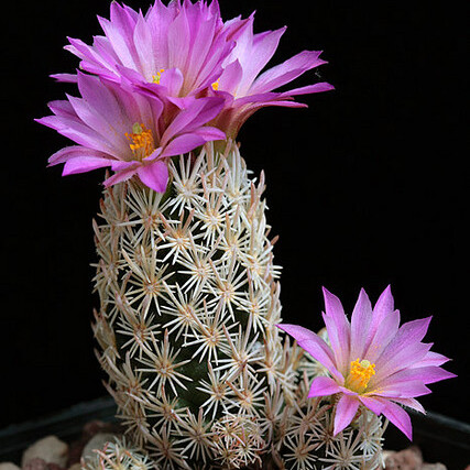 Escobaria minima unspecified picture
