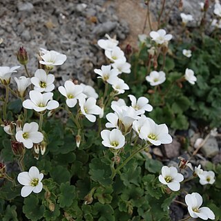 Saxifraga sibirica unspecified picture