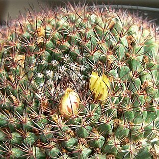 Mammillaria brandegeei unspecified picture
