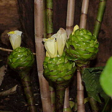 Costaceae unspecified picture