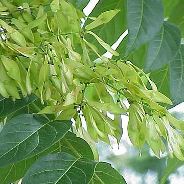 Ailanthus unspecified picture