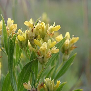 Pearsonia unspecified picture