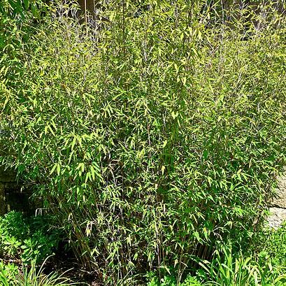 Fargesia nitida unspecified picture