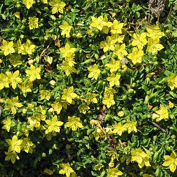 Lysimachia japonica unspecified picture
