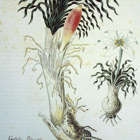 Gethyllis unspecified picture