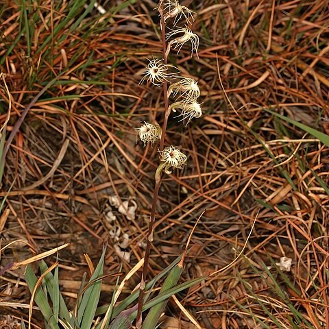 Holothrix randii unspecified picture