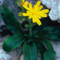 Hieracium lucidum unspecified picture