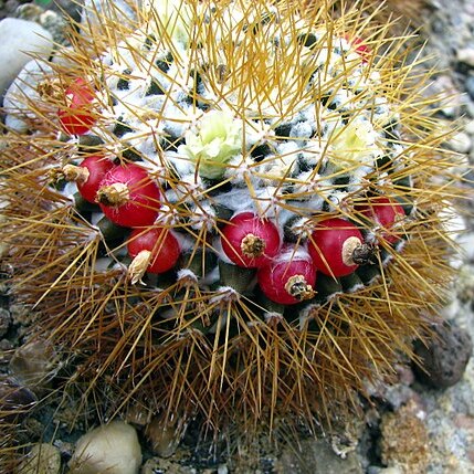 Mammillaria nivosa unspecified picture