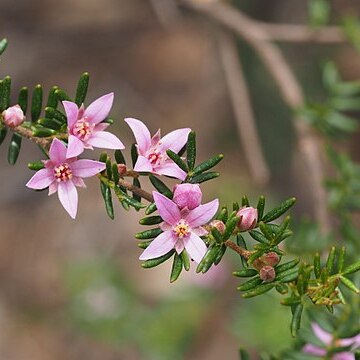 Boronia boliviensis unspecified picture