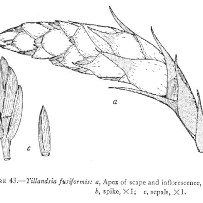 Tillandsia fusiformis unspecified picture