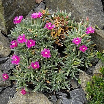 Ruschia pulvinaris unspecified picture