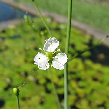 Caldesia parnassifolia unspecified picture