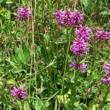 Stachys officinalis unspecified picture