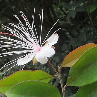 Capparis cleghornii unspecified picture
