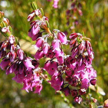 Erica carduifolia unspecified picture