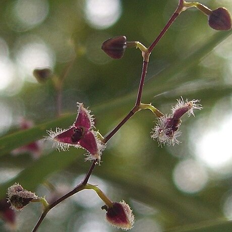 Stelis cuencana unspecified picture