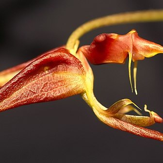 Gongora erecta unspecified picture