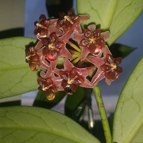 Hoya lobbii unspecified picture