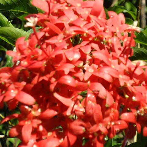 Carphalea kirondron unspecified picture
