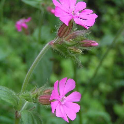 Caryophyllaceae unspecified picture