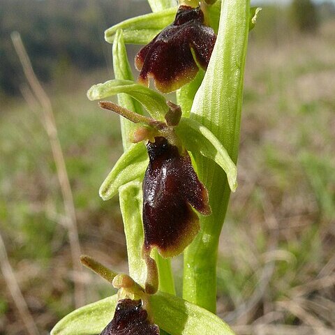 Ophrys apicula unspecified picture