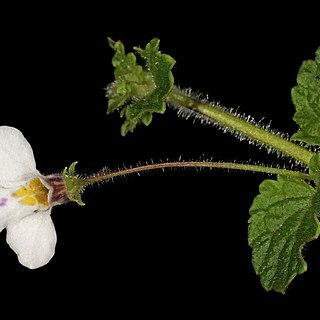 Diclis reptans unspecified picture