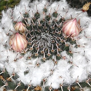 Mammillaria formosa unspecified picture