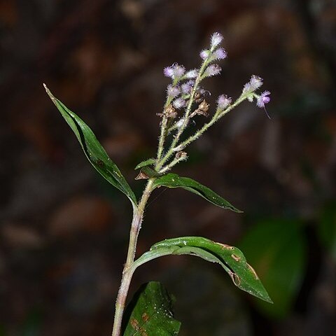 Floscopa scandens unspecified picture