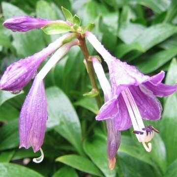 Hosta clausa unspecified picture