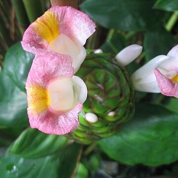 Costus afer unspecified picture