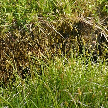 Carex arenicola unspecified picture