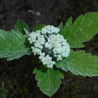 Sorbus minima unspecified picture