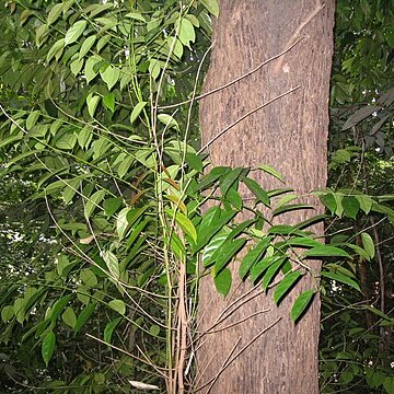 Scorodocarpus unspecified picture