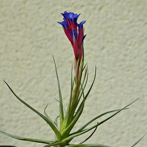 Tillandsia unspecified picture