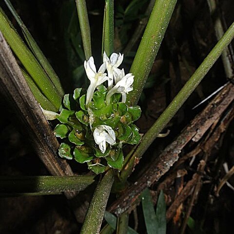 Calathea micans unspecified picture