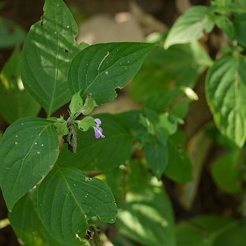 Dicliptera foetida unspecified picture