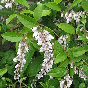 Deutzia pulchra unspecified picture