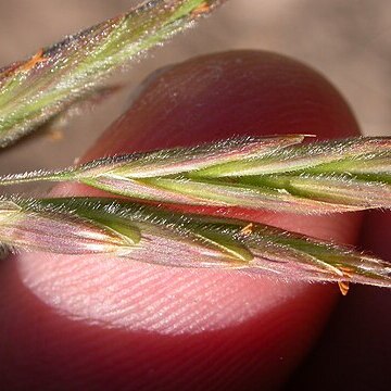 Bromus porteri unspecified picture