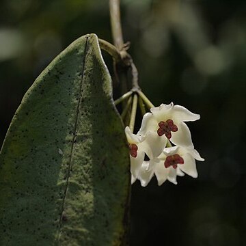 Hoya wightii unspecified picture