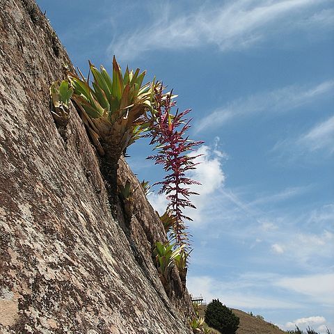 Tillandsia australis unspecified picture