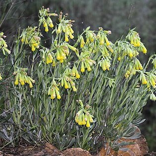 Onosma isaurica unspecified picture